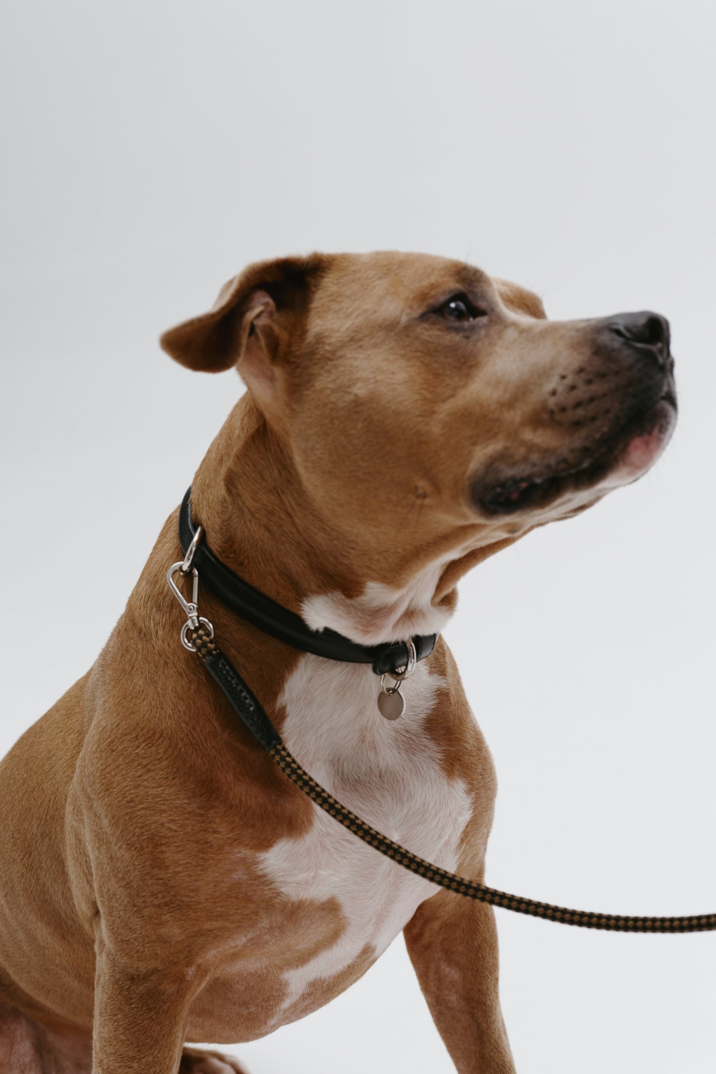 Koloda dog collar black