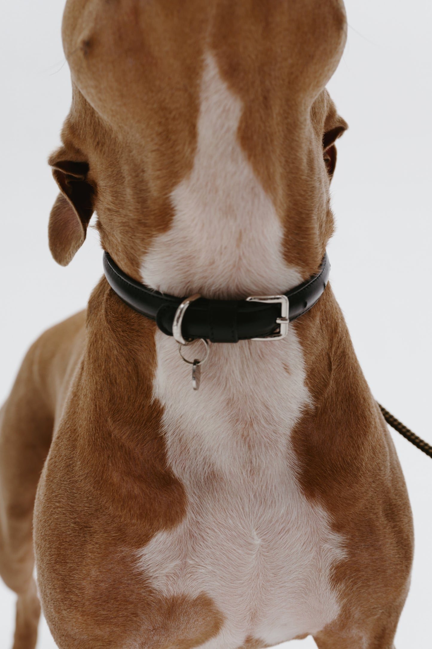 Koloda dog collar black