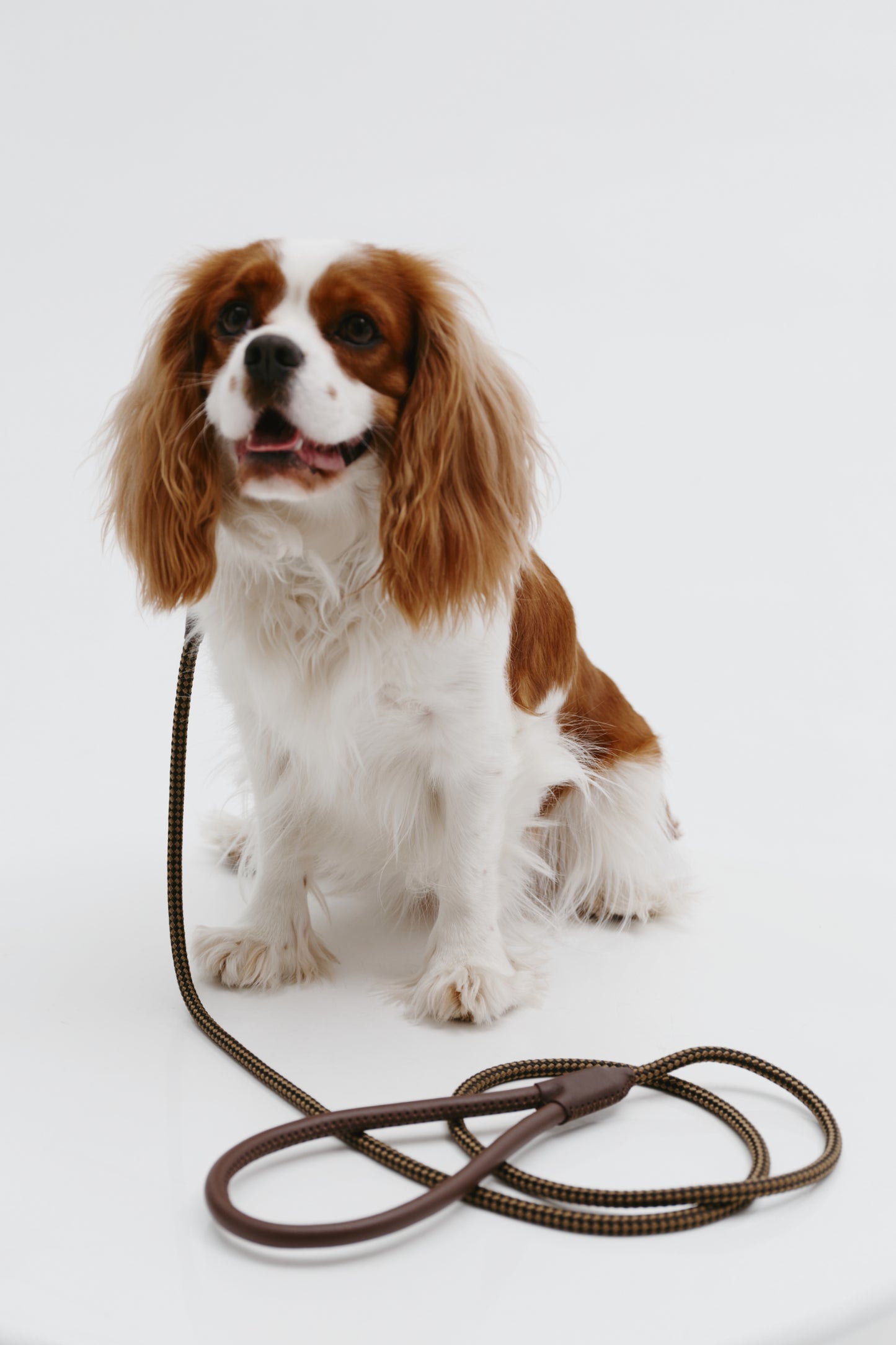 Koloda dog leash brown