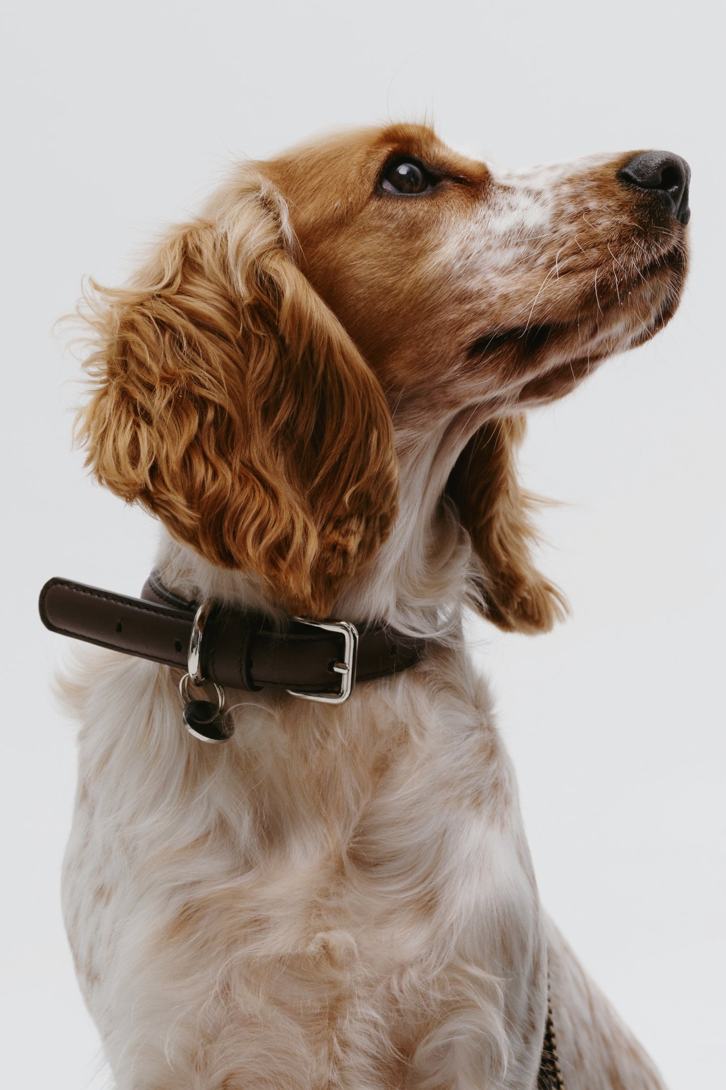 Koloda dog collar brown