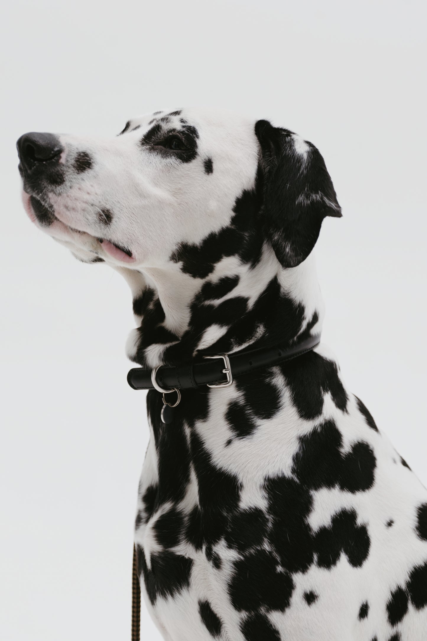 Koloda dog collar black